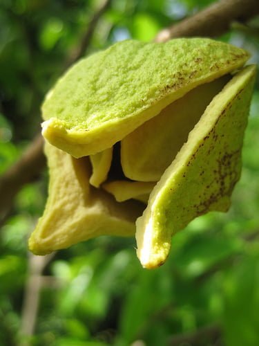 Soursop: A Tropical Treasure Rediscovered Soursop: A Tropical Treasure Rediscovered