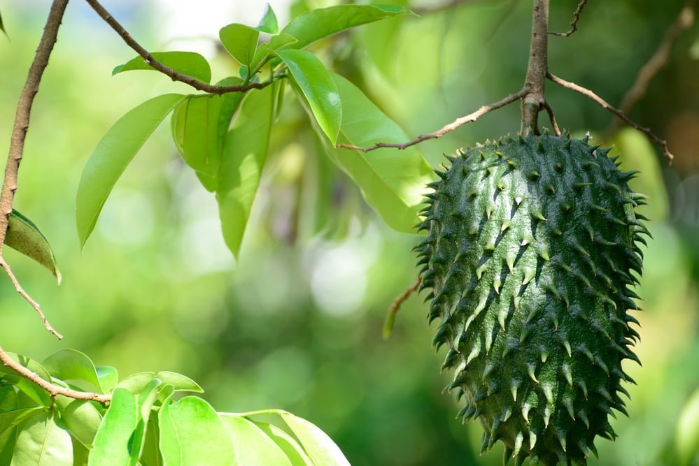 soursop fruit
