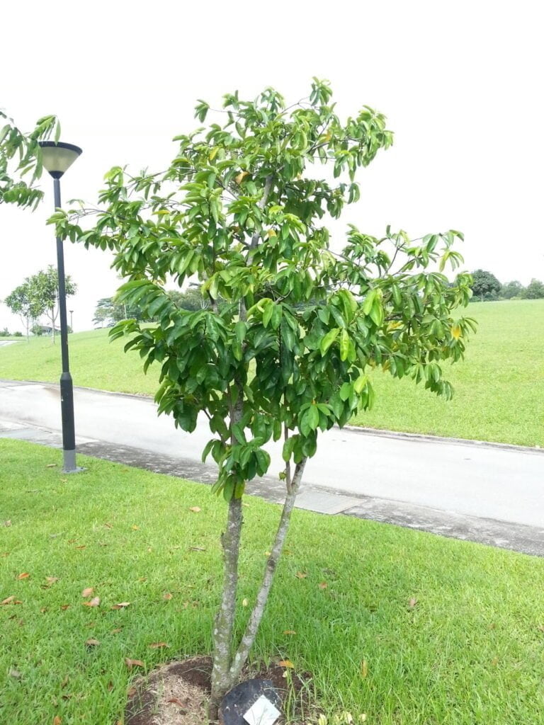 Soursop: A Tropical Treasure Rediscovered Soursop: A Tropical Treasure Rediscovered
